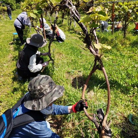 �֥ɥ����ڤΤ���������ʥ����륯��եȺ��